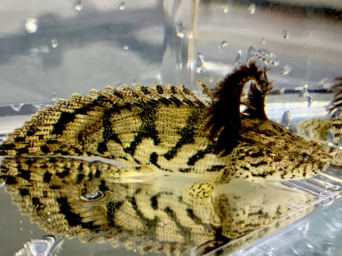 横井浩平 エンドリケリーウルトラショート 2匹ともsold Out 清洲市のt様ありがとうございます エンドリケリーウルトラショート エンドリケリー エンドリケリーショート