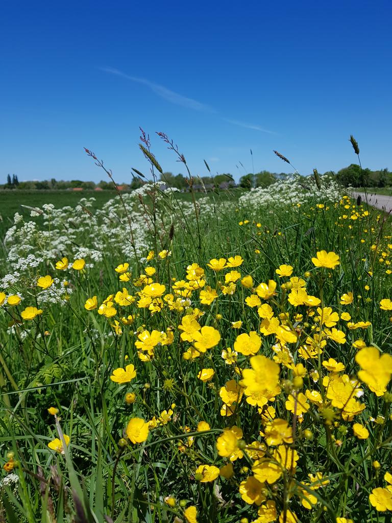 elfdieden's tweet photo. Zon, zuring,  boterbloemen, grasjes en fluitenkruid, #overdadig en #weelderig https://t.co/z2VVTBa8Id