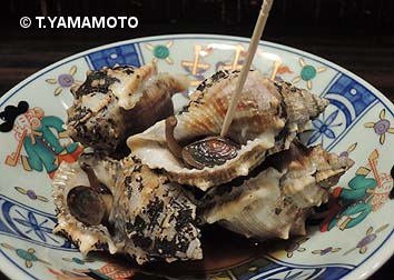 食用貝 食用貝