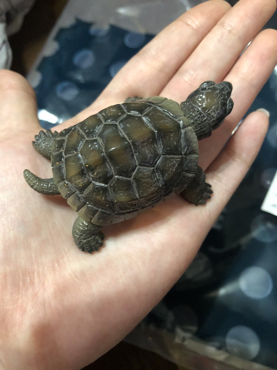 ラブリー亀 可愛い 最高の動物画像 ラブリー亀 可愛い 最高の動物画像