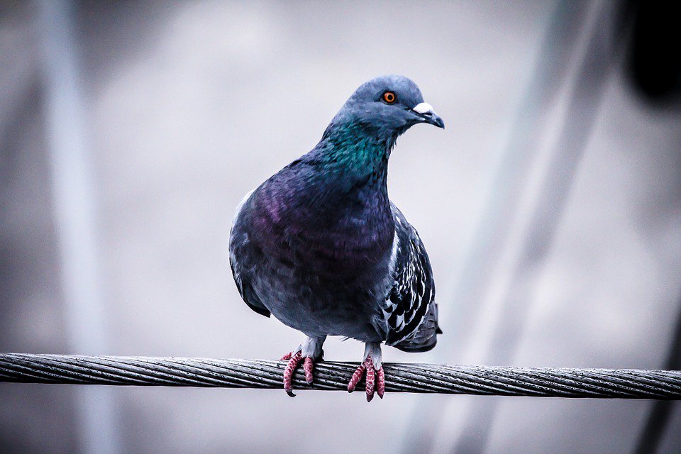 SafeCatSafeBird's tweet photo. Birds are amazing! DYK, pigeons can learn to distinguish a painting by Picasso from one by Monet? https://t.co/0OgVCzB3r1 https://t.co/VKOcqnOOtD