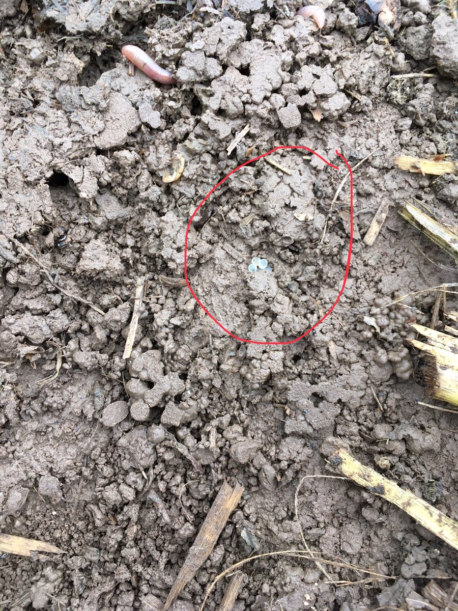 casey_guindon's tweet photo. No slugs to be found under the traps this morning, but they’re still around. Watch for the updated PA slug monitoring counts in this week’s Field Crop News. https://t.co/ncxeiPFuqh