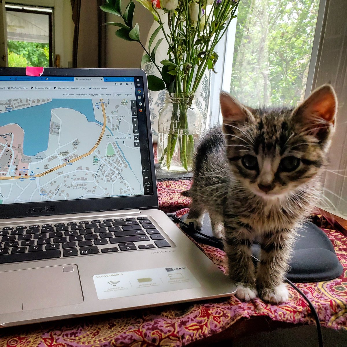 OpenStreetMapUS's tweet photo. Weekend finding... kittens decrease productivity. #kittensofOSM #mapcat #iDwhiz https://t.co/X9XqRePL4r