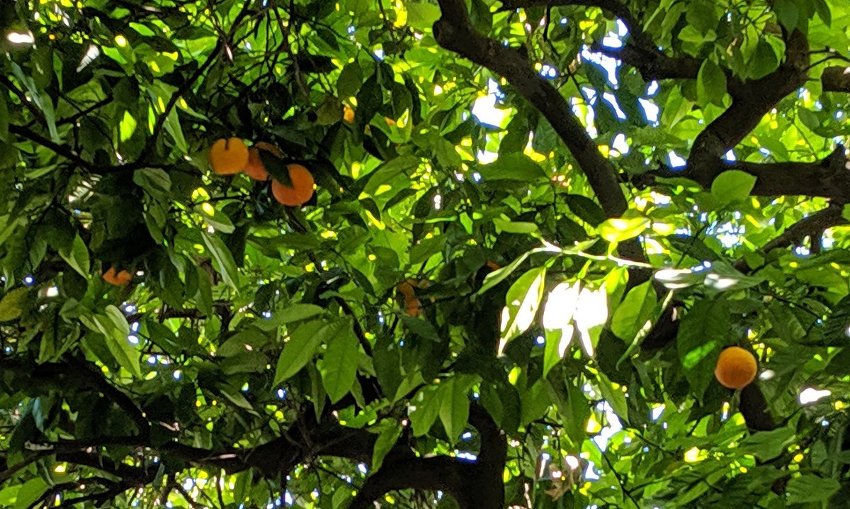 monamusing's tweet photo. narrowly escaped getting bonked on the head by an orange this morning #fruithazzards https://t.co/V8XGLJ15VJ