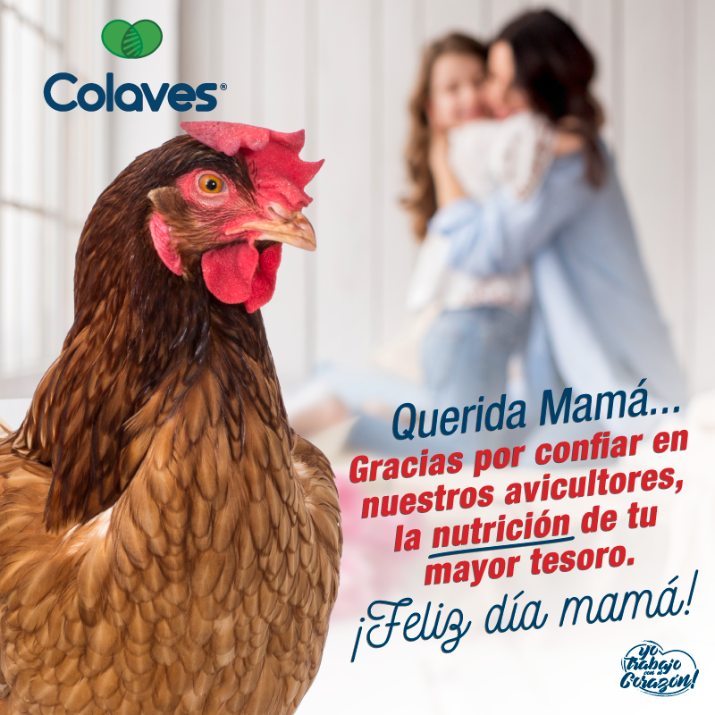 colavescol's tweet photo. En Colaves agradecemos a las mamitas por permitirnos existir, produciendo para la nutrición de su mayor tesoro. ¡¡¡ Feliz día mamás !!!🌷 #trabajamosconelcorazón 
.
#avicultura #colaves #Bucaramanga #Colombia #genetica #gallinafeliz https://t.co/ohKnkNsXN3