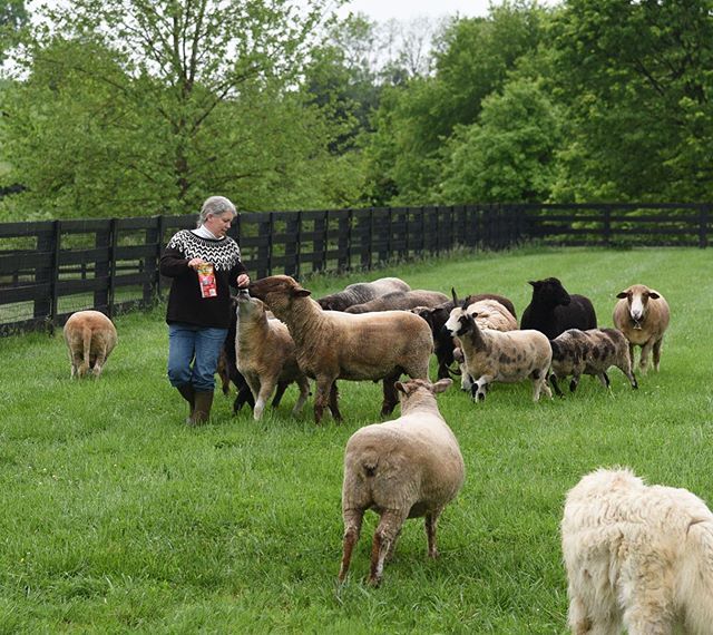 crazysheeplady's tweet photo. Prepping (aka bribing with cookies 😆) for the official photo shoot.
#iknitarod2019 #iknitaredux #sheep #knitting #handspinning #sheeptosweater #knowwhoyouarewearing https://t.co/OVddp2u1ee https://t.co/tz3XcfbxCU