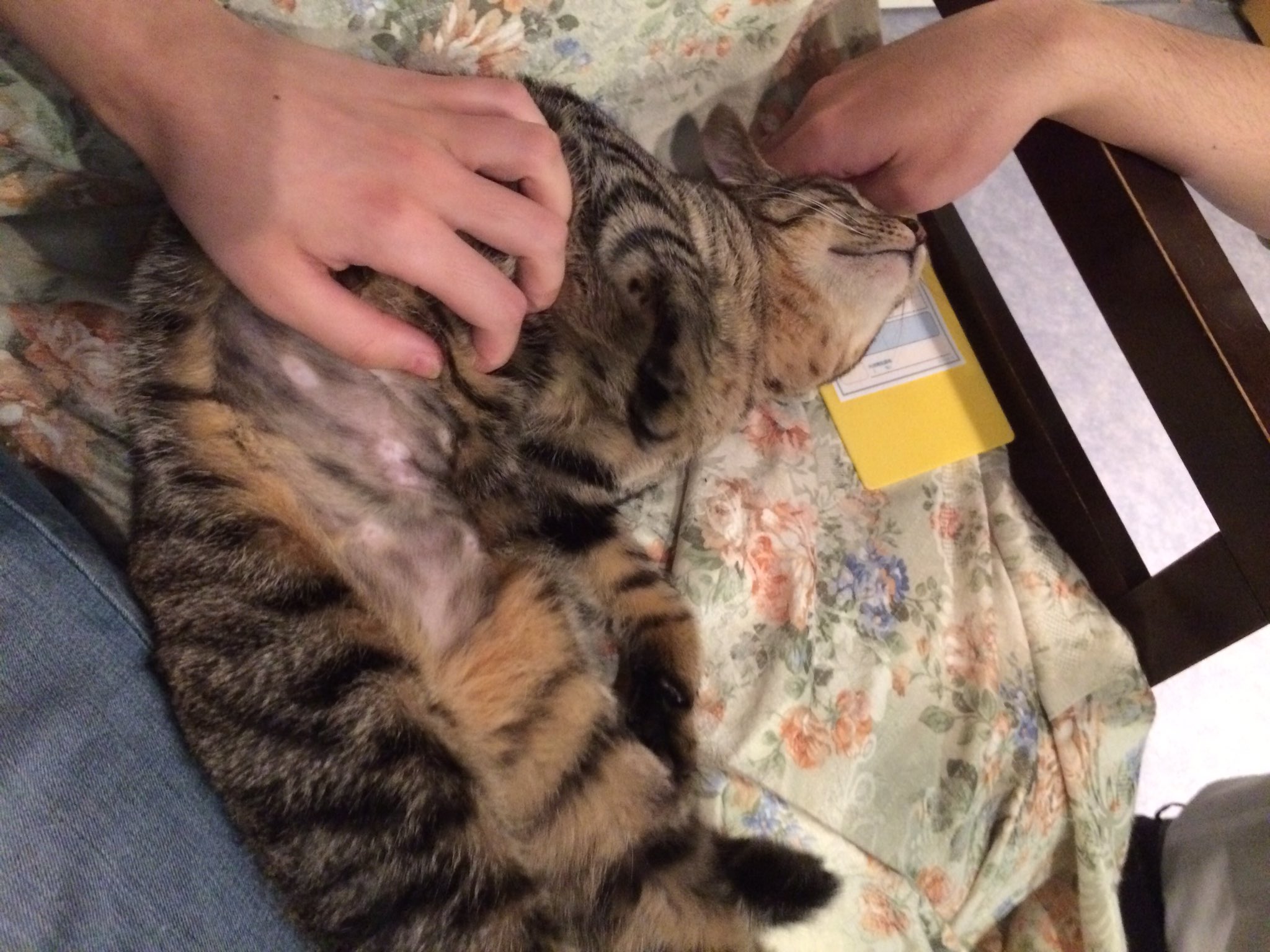 猫カフェnhaconmeo Twitter Search Twitter