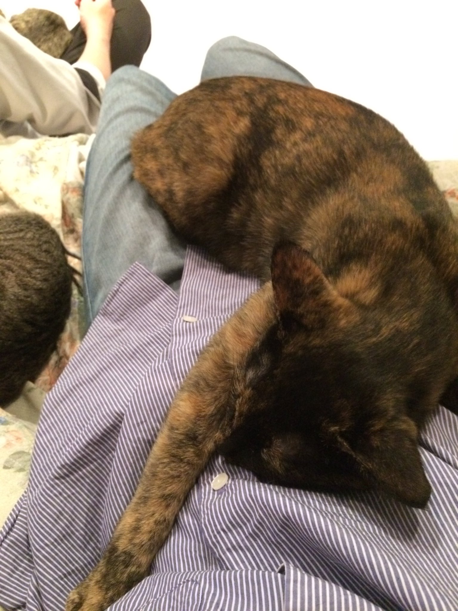 猫カフェnhaconmeo Twitter Search Twitter