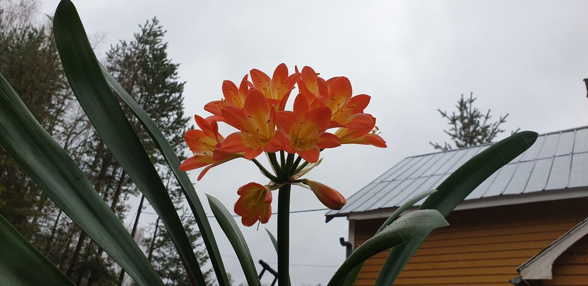 hxa58's tweet image. Clivia #beauty #differentcolor #orangeClivia #clivia