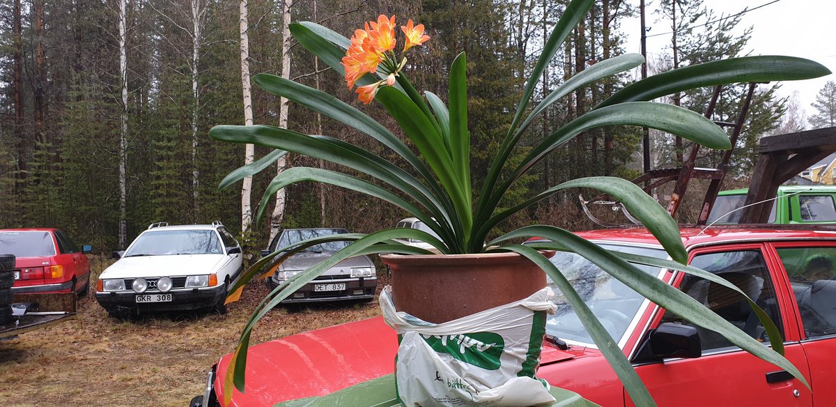 hxa58's tweet image. Clivia #beauty #differentcolor #orangeClivia #clivia