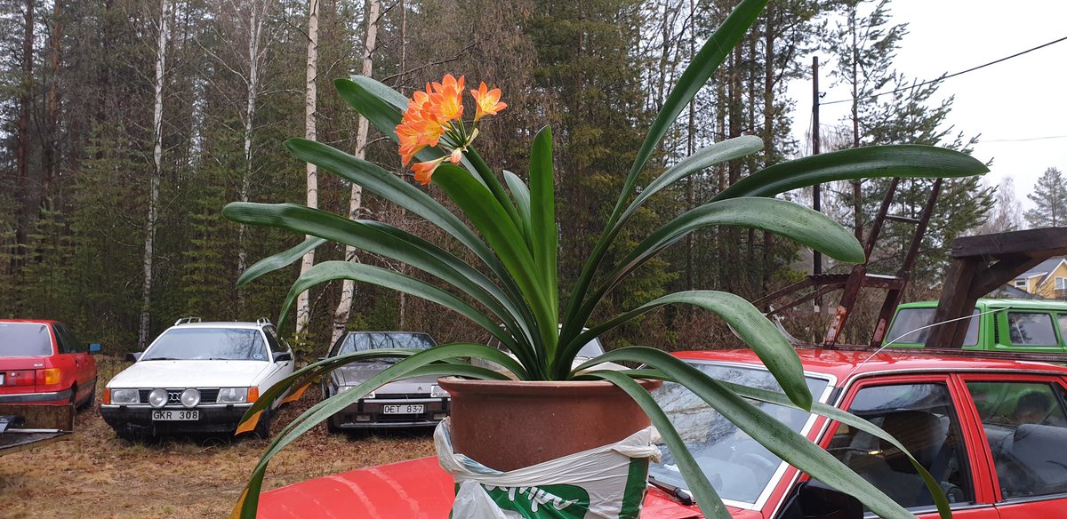 hxa58's tweet image. Clivia #beauty #differentcolor #orangeClivia #clivia