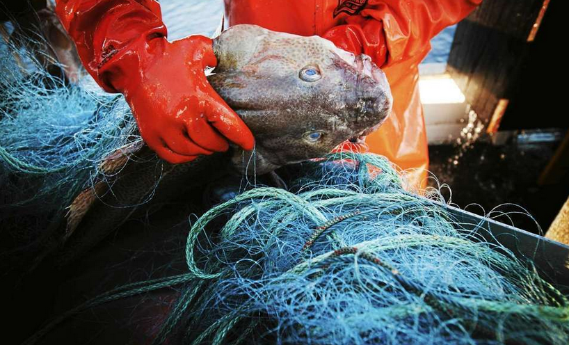 SaveBalticCod's tweet photo. Rädda östersjötorsken har bett Sveriges toppkandidater från respektive parti att skriva en artikel om deras partis syn på EU:s fiskepolitik och Östersjöns viktigaste rovfisk – torsken. Läs toppkandidaternas artiklar här: https://t.co/ryJGFPWFuF https://t.co/17yiG6rZUS