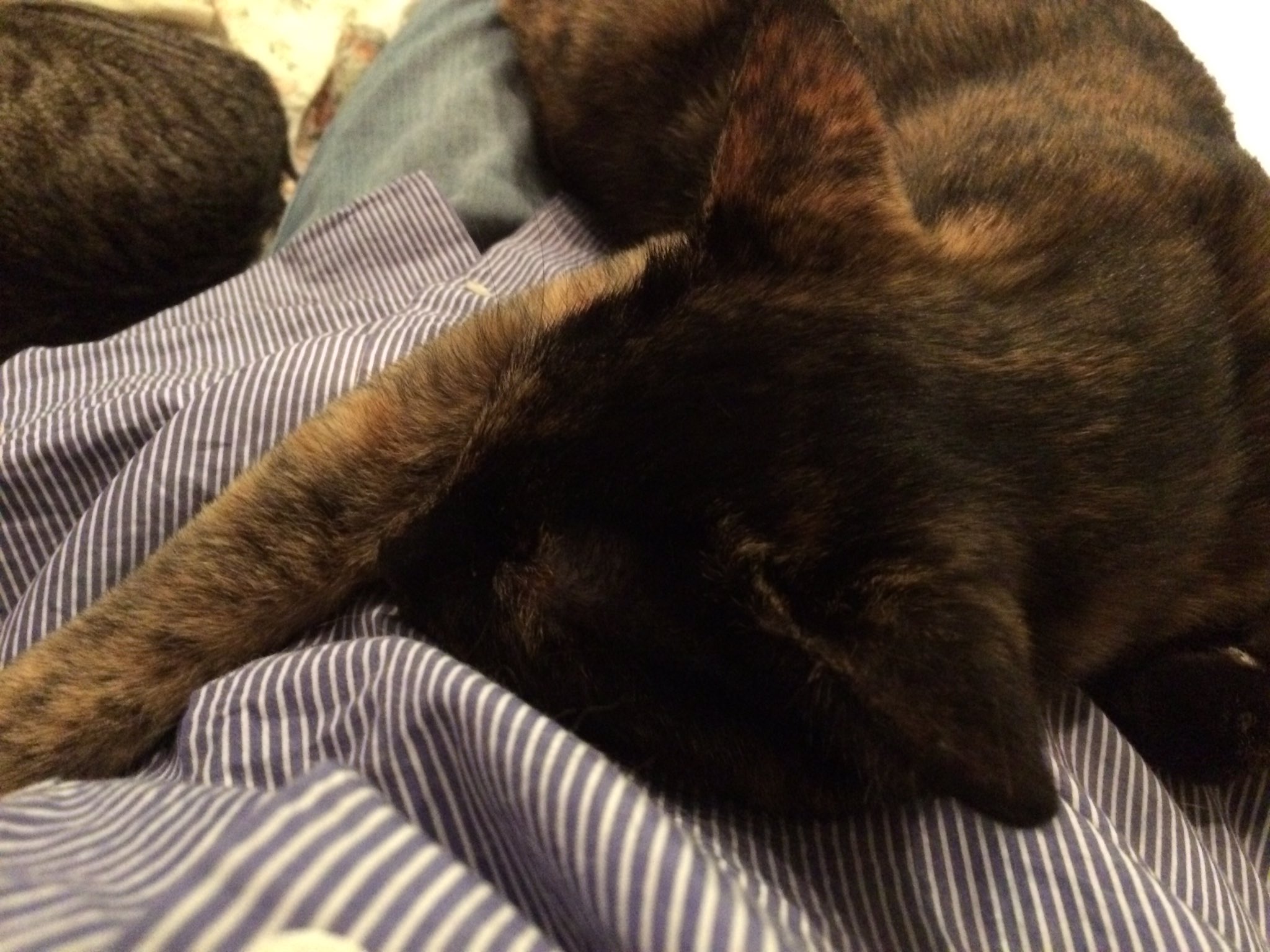 猫カフェnhaconmeo Twitter Search Twitter