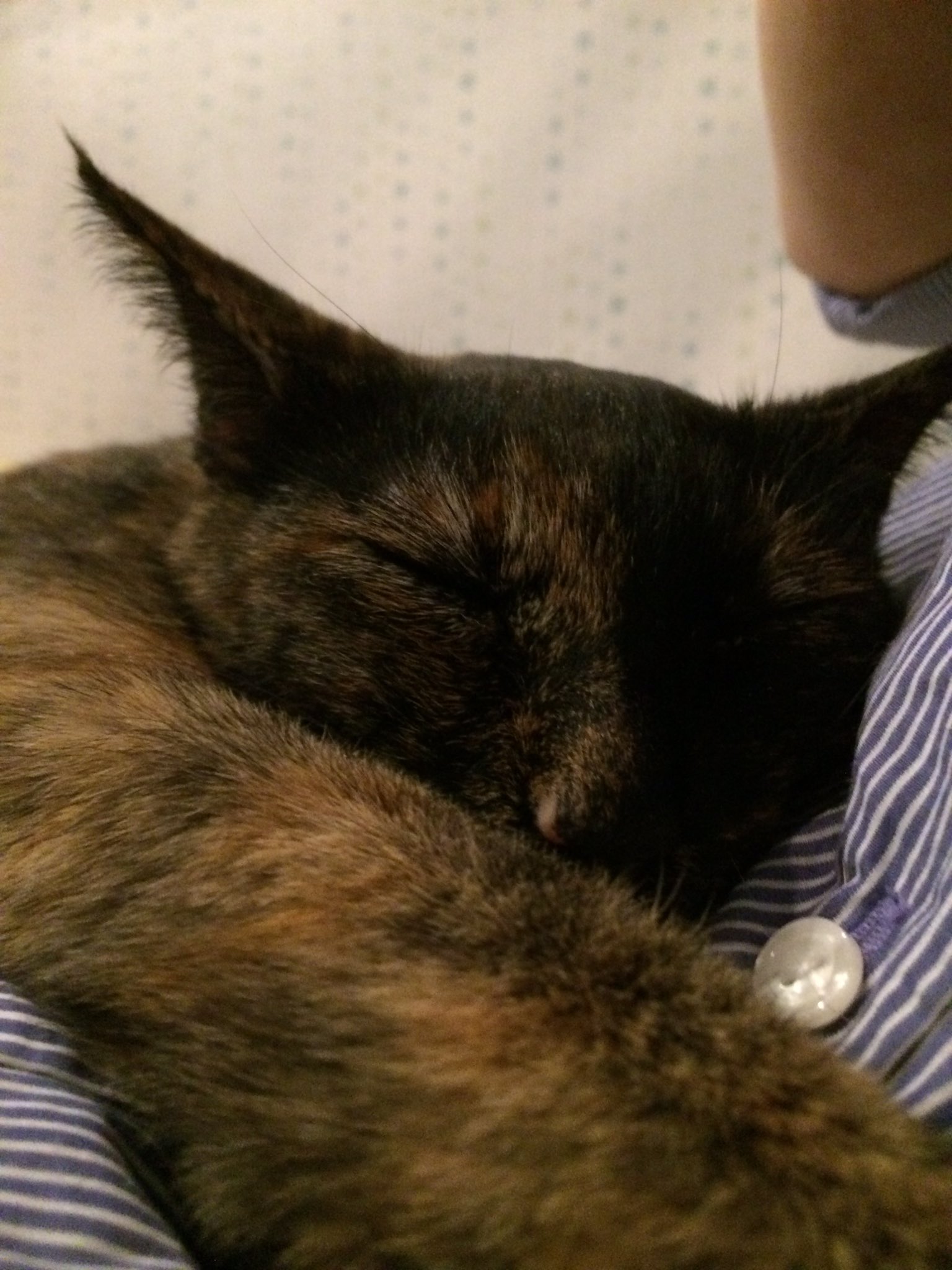 猫カフェnhaconmeo Twitter Search Twitter