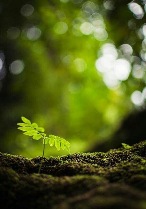 식물의
뿌리는
맨 밑에 있고

사람의
뿌리는
맨 위에 있습니다

그 곳에서
필요한 영양분을 공급 받습니다