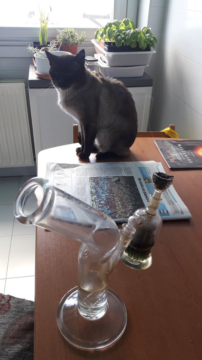 Adryc Manëllson tweet media