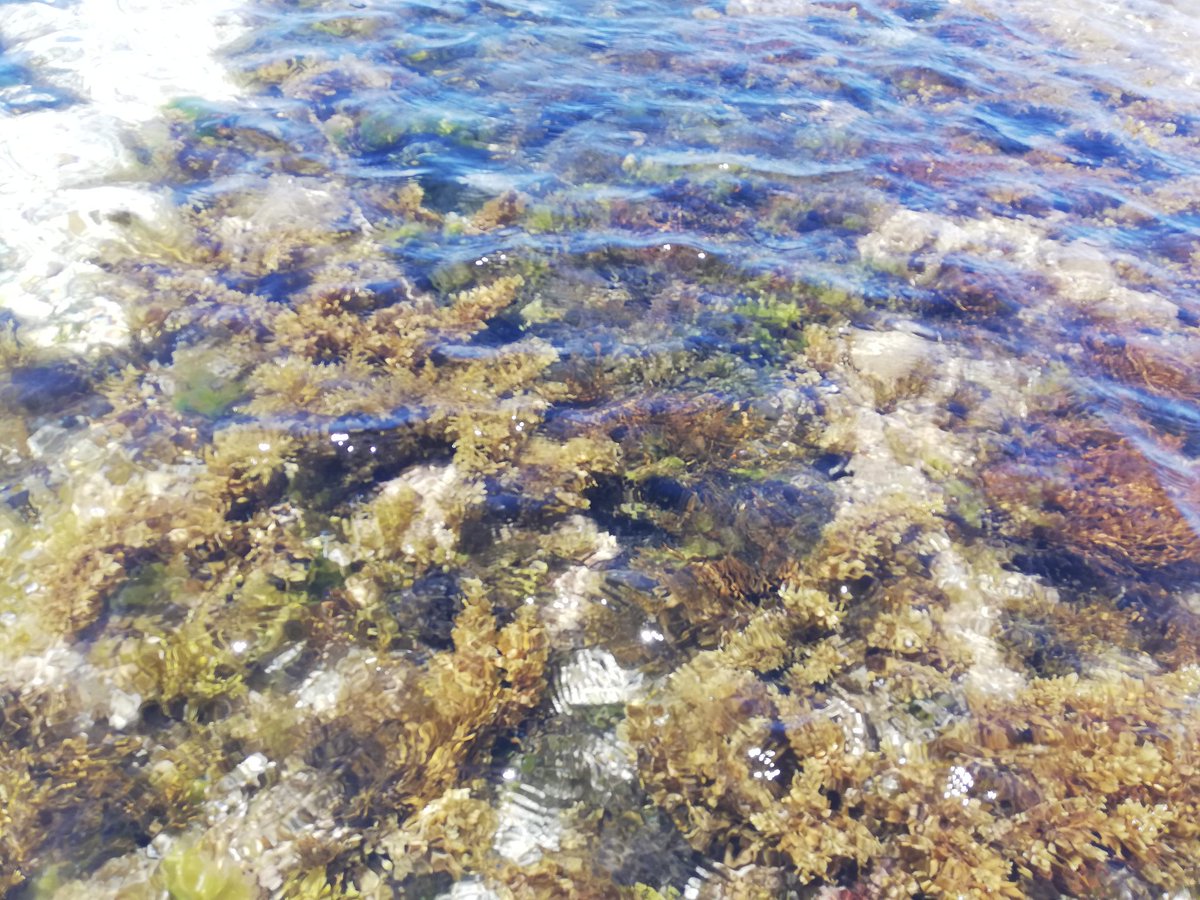 S88Marty's tweet photo. Amazing #biodiversity in HaBonim Marine Reserve. One of the best spot for intertidal #seaweeds. Plenty of pools full of #Ochrophyta, order #Fucales #PhDlife https://t.co/jZK3YMNfrd
