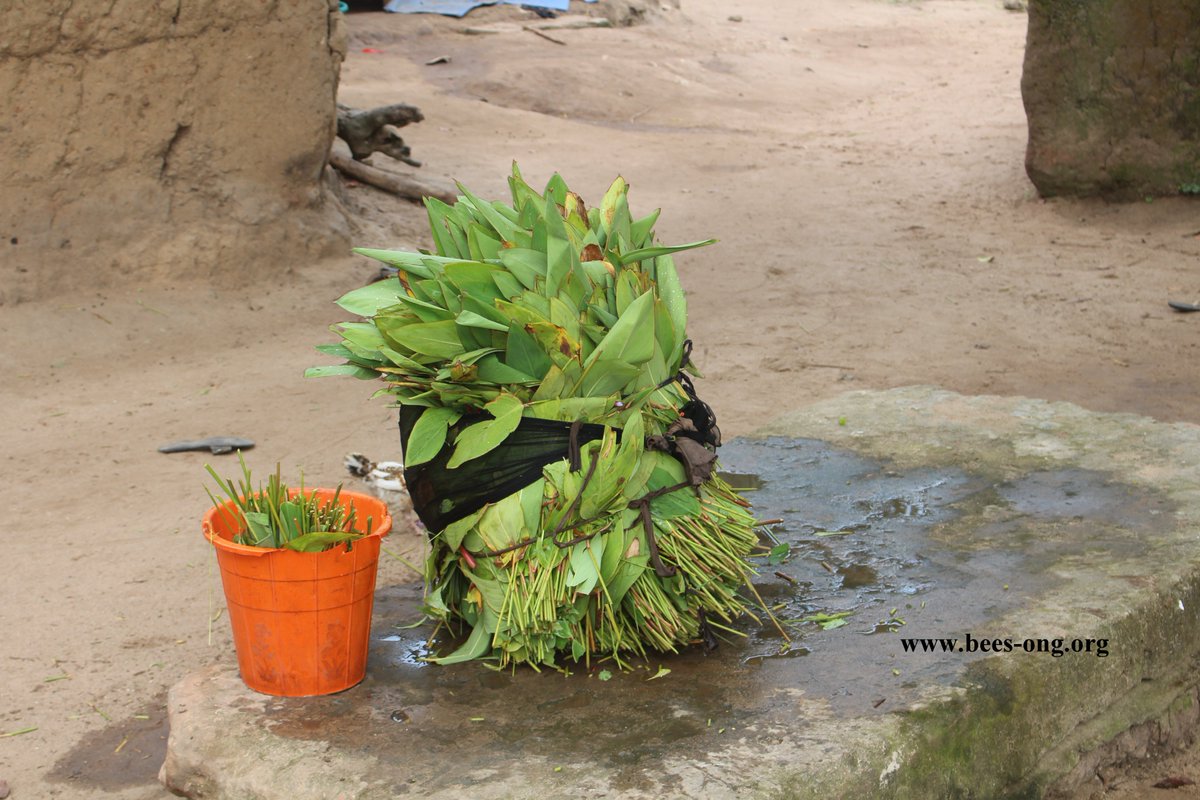 bees_ong's tweet photo. La culture du #thalia se développe de plus en plus dans la commune des  #Aguégués au Bénin. Ces #emballages-feuilles des #zones  humides servent  généralement à recouvrir une pâte de maïs communément  appelée akassa  qui est très consommée dans la partie sud du pays https://t.co/ctjqr3p3wZ