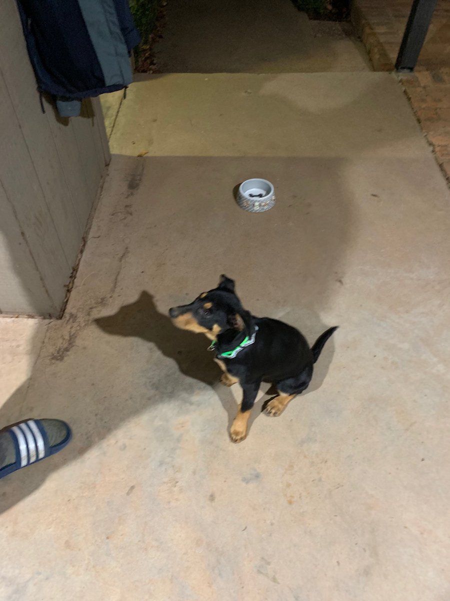 simon_odonnell's tweet photo. Welcome Billie to our Wingara Family #kelpie https://t.co/K9iEzQQ6Y0
