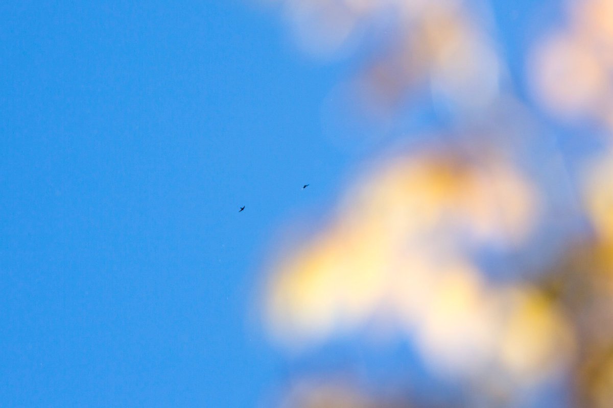 WhitbySwifts's tweet photo. At last, the first #swifts arrived back in #whitby this morning. 4 of them spotted flying high over Fishburn Park. https://t.co/xDjPaB2SzM