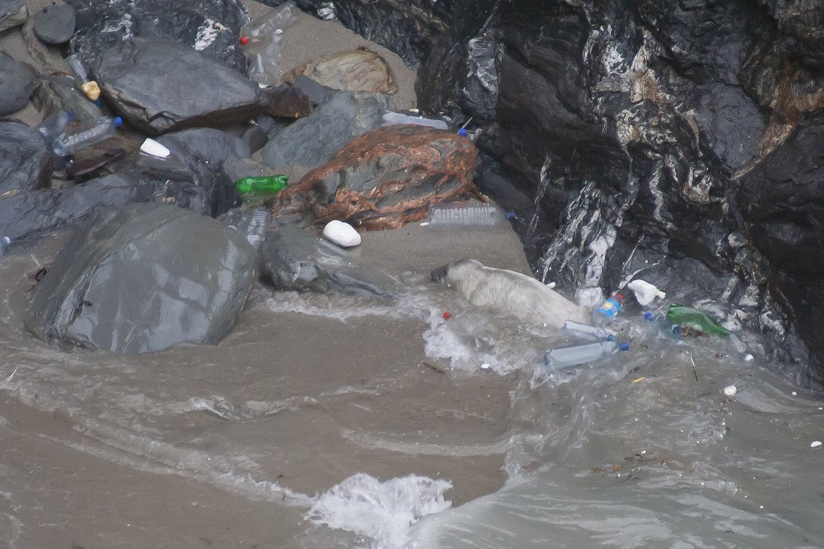 Seal_Sanctuary's tweet photo. Not the nicest post. These photographs are extremely sad to see. We get pups in every year who've been affected by ocean litter; getting entangled in it and suffering from life threatening injuries. Dispose of your rubbish properly, reduce, reuse, recycle and join us for cleans. https://t.co/HuVnOiGiSv