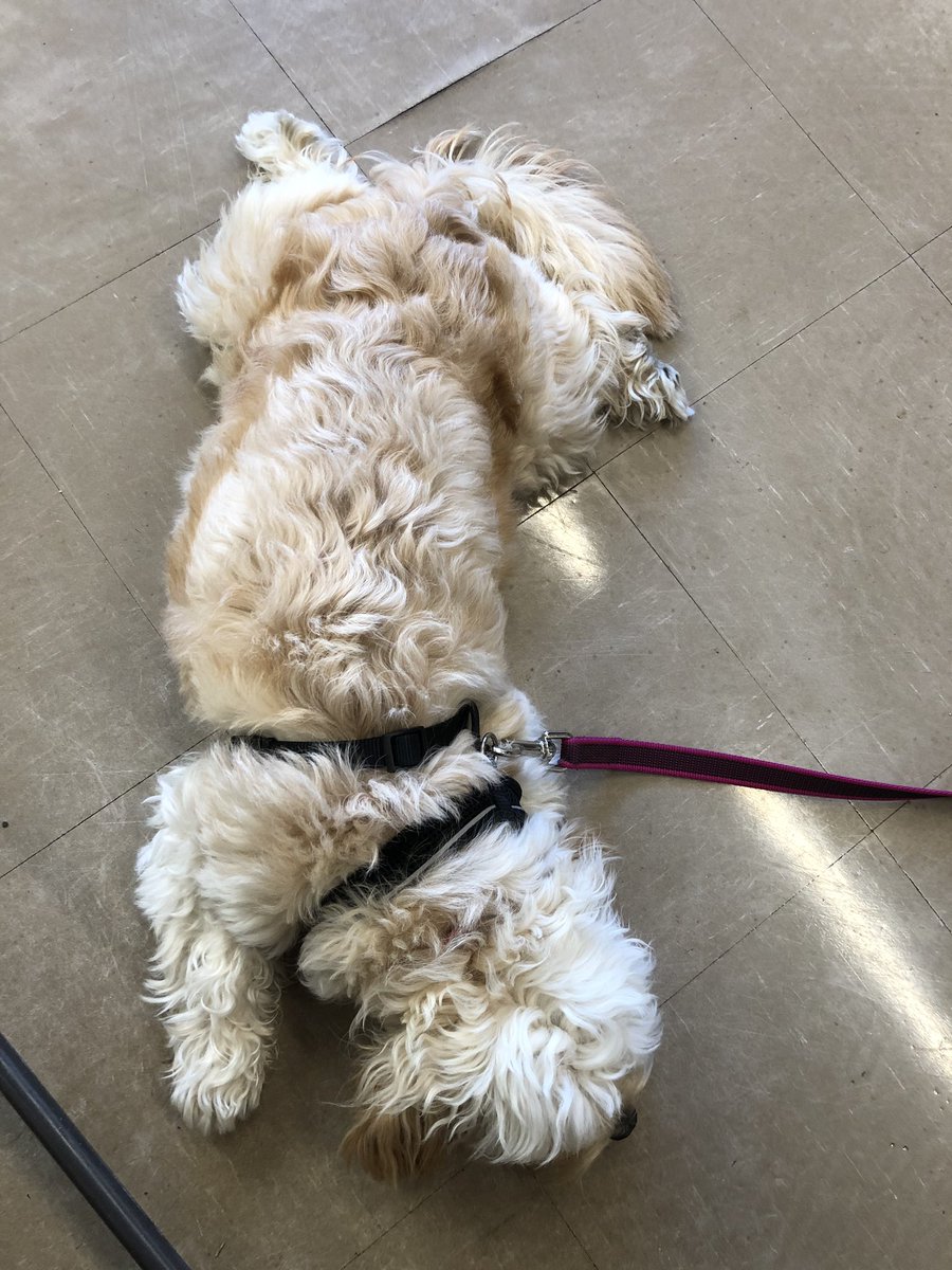 RacemeadowDog's tweet photo. Sprawled out on the floor in the year 6 corridor waiting to congratulate year 6 for their hard work and focus this morning. https://t.co/mATtLAnEe7