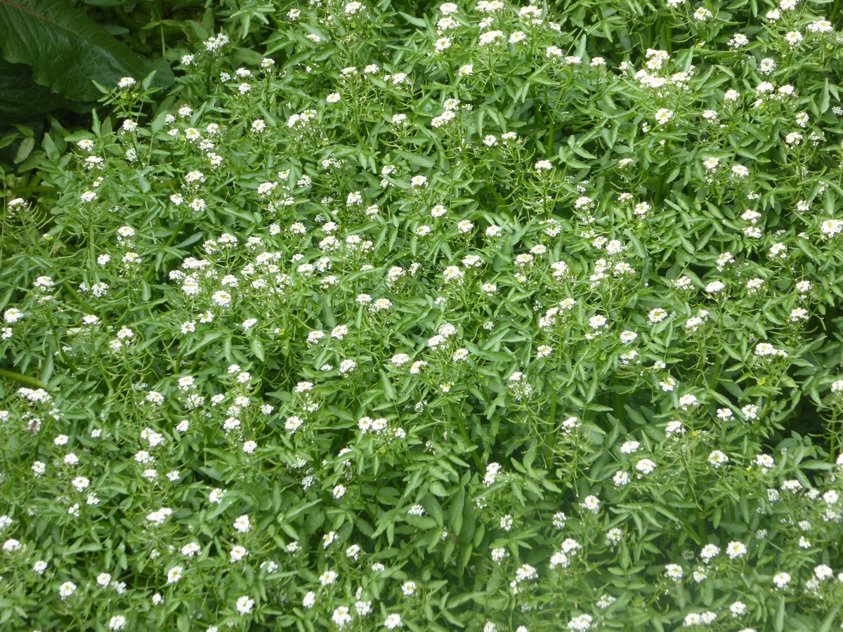 Nori 野鳥 野草などの記録 水路がオランダガラシ クレソン に覆われていました ﾟdﾟ 野草 オランダガラシ