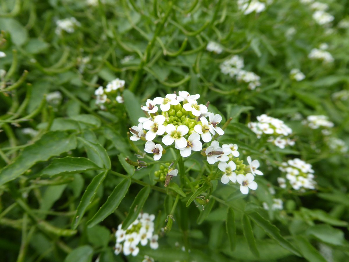 Nori 野鳥 野草などの記録 水路がオランダガラシ クレソン に覆われていました ﾟdﾟ 野草 オランダガラシ
