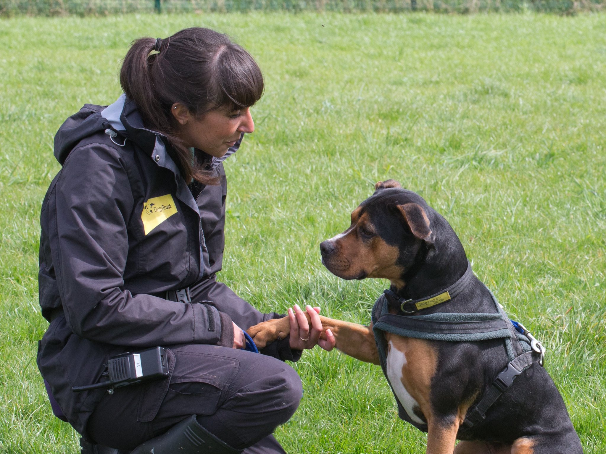 DT Loughborough on Twitter "Handsome fella Phil giving his best paw in