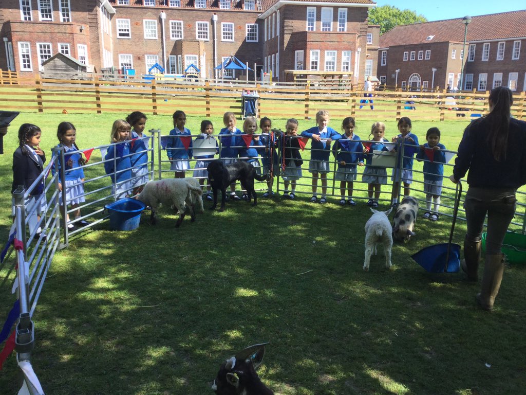 RMSCadogan's tweet image. Talk with the animals.  Walk with the animals!  #RMSReception We are having a great day with Ark Farm and making moo friends!