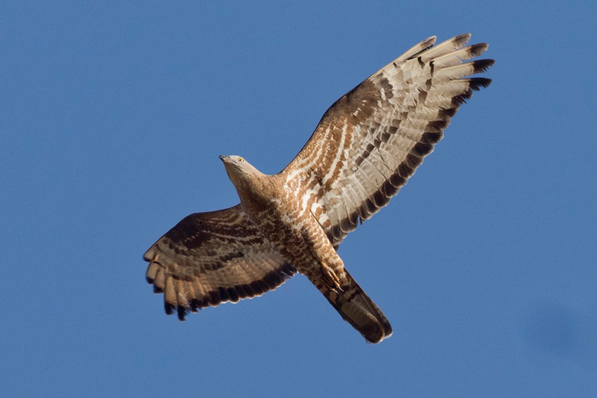 Norfolkbirding's tweet photo. Andalucia Amazing Migrants Tour - https://t.co/dhwO5xxx6A https://t.co/w37i2v1jvd