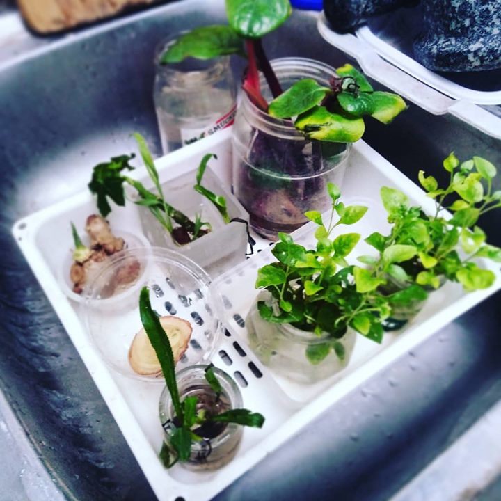 ake147's tweet image. Little Garden #gogreen #veggie