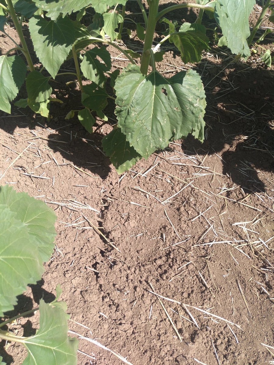 Julioromvaz's tweet photo. Tras unos días de altas temperaturas aparecen grietas en los suelos labrados. La SD mantiene el suelo más húmedo, y en caso de próximas lluvias, evitará la perdida transferencia de productos hacia aguas subterráneas por lixiviación. @AEACSV #proyectotopps #toppswater @aepla_asoc https://t.co/3v5WVgq5aZ