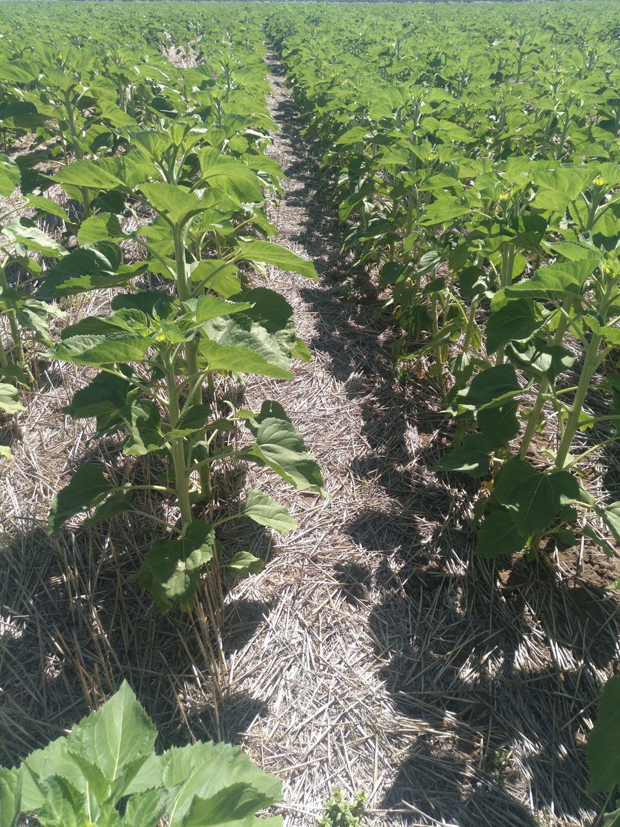 Julioromvaz's tweet photo. Tras unos días de altas temperaturas aparecen grietas en los suelos labrados. La SD mantiene el suelo más húmedo, y en caso de próximas lluvias, evitará la perdida transferencia de productos hacia aguas subterráneas por lixiviación. @AEACSV #proyectotopps #toppswater @aepla_asoc https://t.co/3v5WVgq5aZ