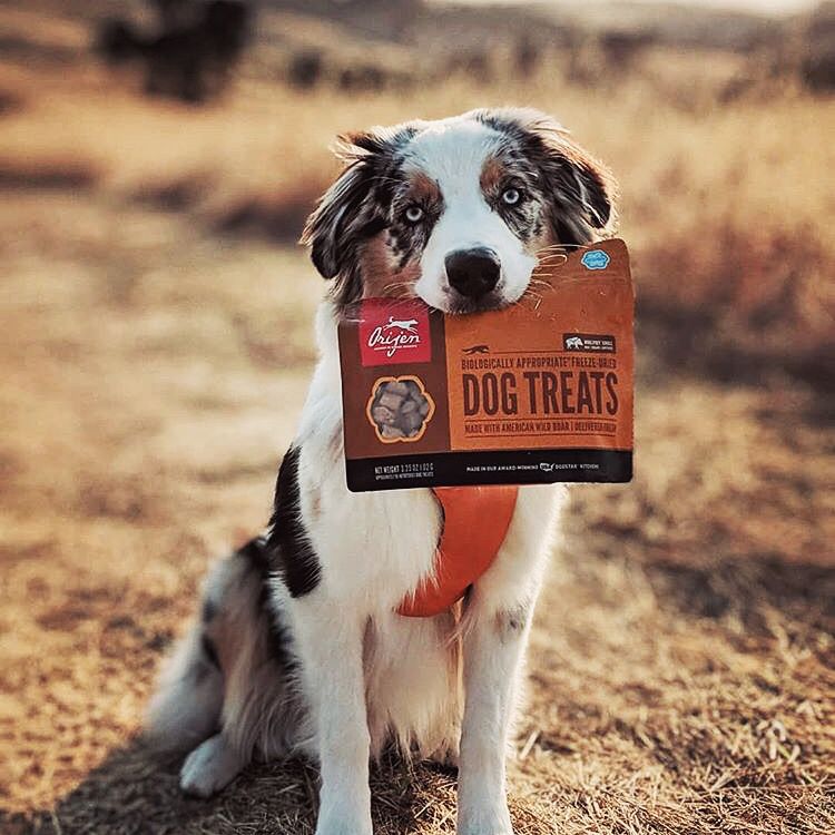 junnipets's tweet photo. As segundas-feiras podem ser complicadas mas nada que os biscoitos Orijen não resolvam🐶
.
.
〰️ Biscoitos/Treats Orijen Wild Boar 
🐾 € 6.60 🐾
https://t.co/GHUpv6MWnI
.
.
.
📸 @wilder.the.aussie
#ORIJEN #dogtreats #biscoitosparacao #freezedried #allprotein https://t.co/Lvobkta39m