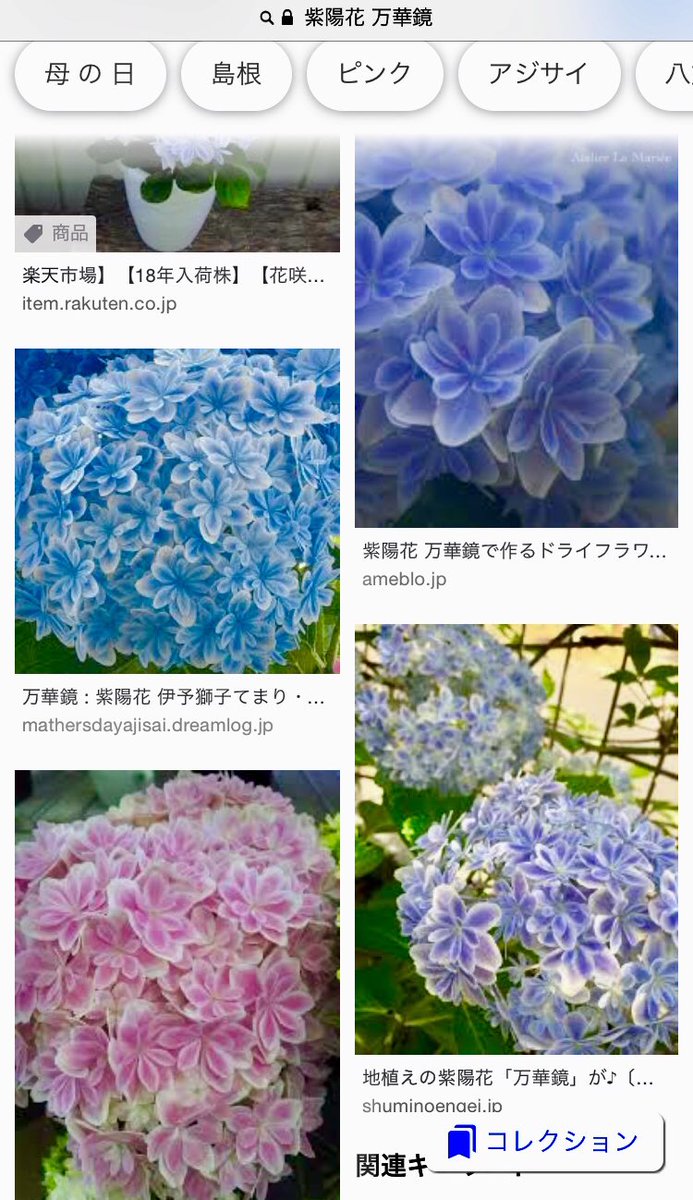 ６月の雑学 紫陽花 アジサイ の歴史や種類は 花言葉の由来は 雑学ネタ豆知識のオアシス