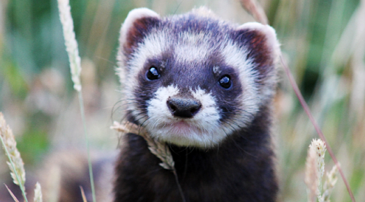 CentreVetes's tweet photo. Le nom « furet » tire ses racines du latin « fur, furis » qui signifie « voleur ».
Ce mignon petit carnivore porte assez bien son nom de voleur, car dans son habitat naturel, il adore cacher ses proies au fond de son terrier. https://t.co/Rrrn8sw54n