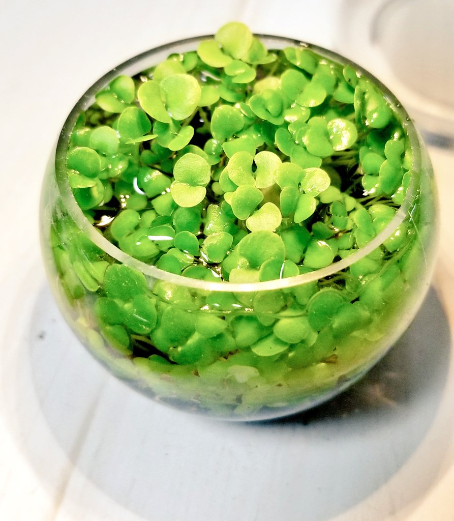 ガチャガチャで 水草を育てられるキットが登場 可愛い と愛でる人が多いので成長過程を集めてみた Togetter