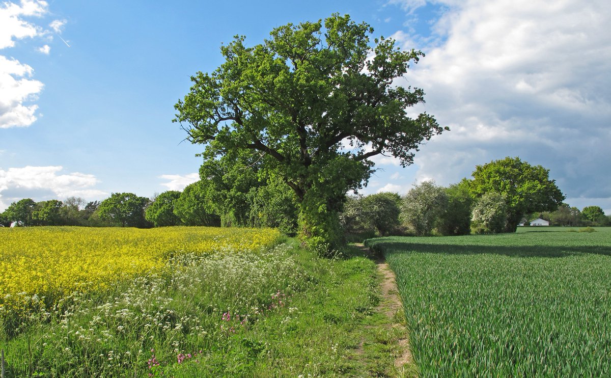 roga_'s tweet photo. #Essex #Arable #Tree #EnglishCountrySide #LittleBurstead https://t.co/OWmikbngFs
