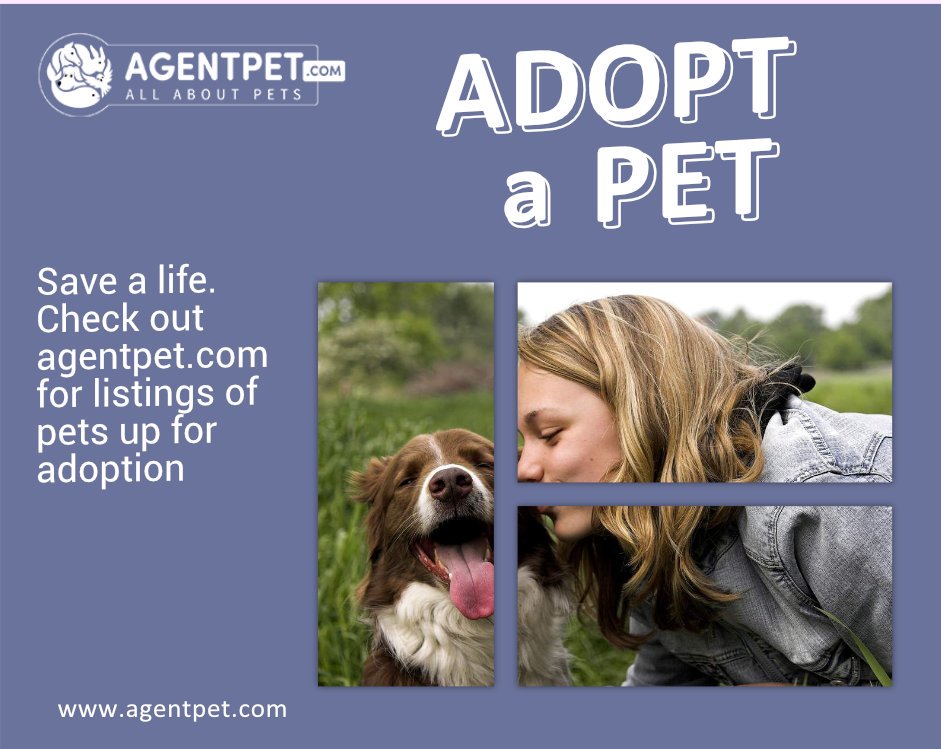 agentpetdotcom's tweet image. Adopt a Pet Visit Agentpet.com 🐭🐱🐶🦊🐼🐧🐦
#adoption #adopt #diverse #shop
#AgentPet #BuyandSell #PetAccessories #PetFood #PetRelocation #PetAdoption #FindPetShop #FindVetshop #PetLover #LahorePets #PakistanPets #PetShop #petE_Shop #PetESHop   #MoneyBackGuarantee