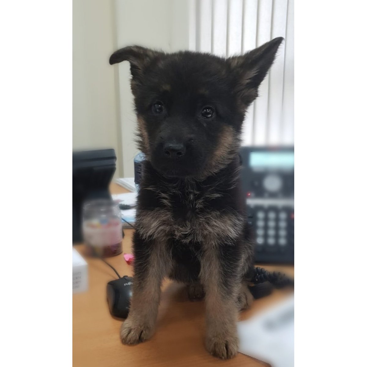 New member of the LPE Team...

Meet Jessie 🐕

#LPE #Engineering #Lasercutting #familybusiness #workdog