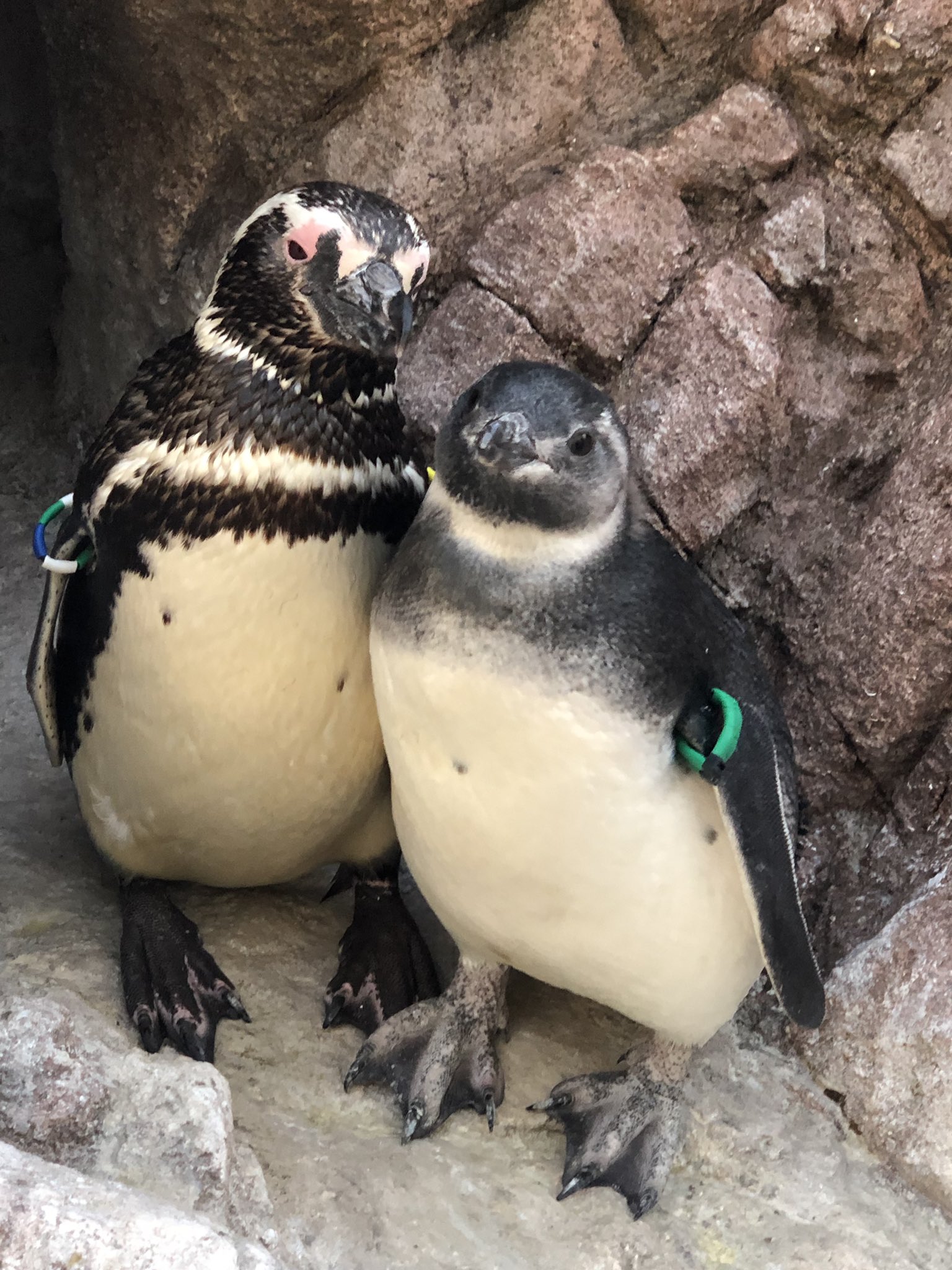 ペンギンの親子 Twitter Search Twitter