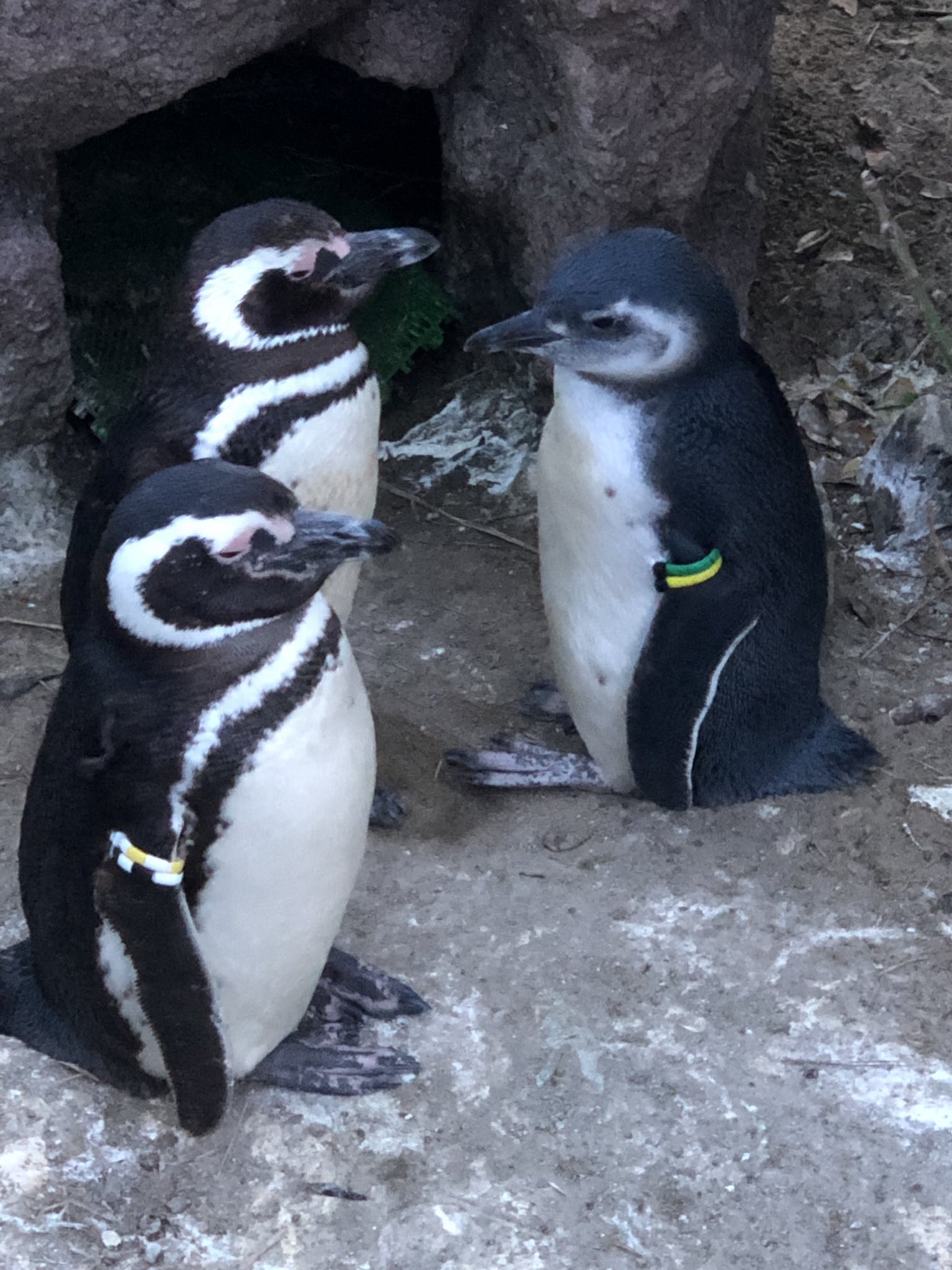 ペンギンの親子 Twitter Search Twitter