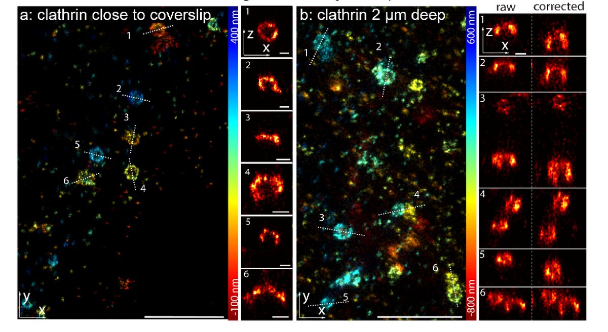 OpticaPubsGroup's tweet image. via #OSA_BOEx: Depth-dependent PSF calibration and aberration correction for 3D single-molecule localization ow.ly/ulVU50u6yA3 #microscopy #pointSpreadFunction @embl
