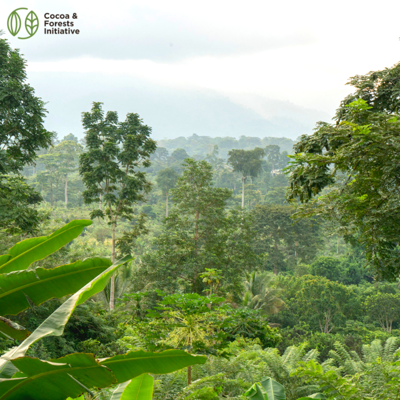 WorldCocoa's tweet photo. The Cocoa &amp; Forests Initiative is tackling #deforestation in #cocoa. Learn how the cocoa &amp; #chocolate industry is joining forces to make your #EasterChocolate forest-positive: https://t.co/vvVFeweRBt #SustainableCocoa #CFIAction https://t.co/gbiv8fHuKc