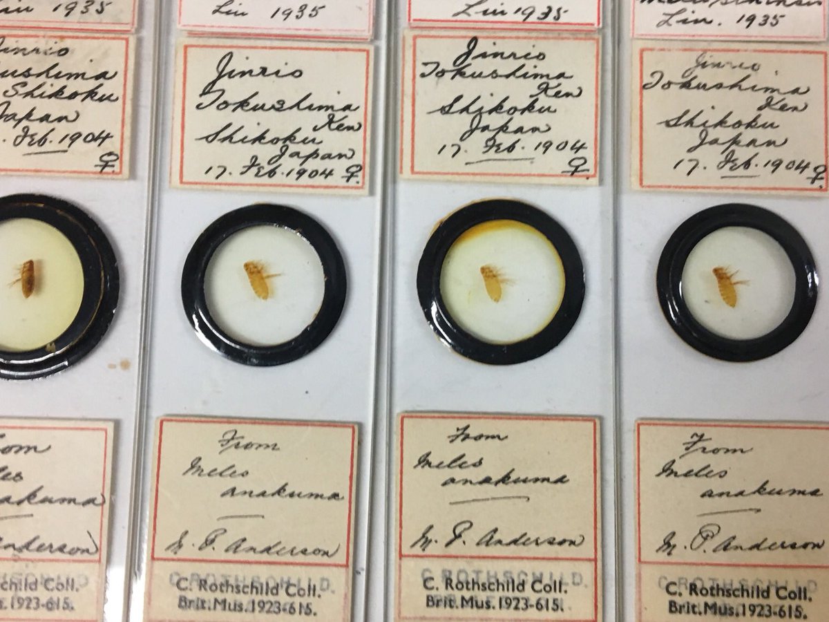 medication related osteonecrosis of the jaws