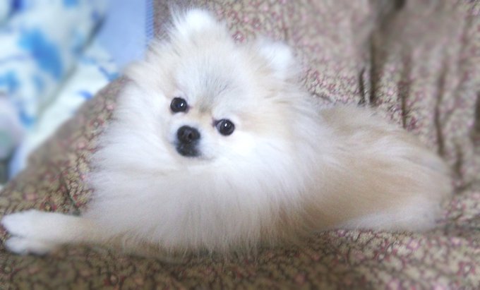 愛犬の日らしい 