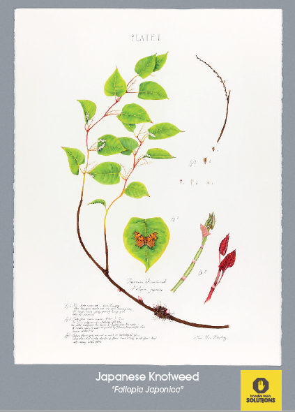 IWSLtd's tweet photo. Day one of #InvasivesWeek has to be Japanese knotweed, (fallopia japonica). Get your free poster/postcard at iw@sltd.co.uk #iwsl #japaneseknotweed https://t.co/mj9dIQRY0y