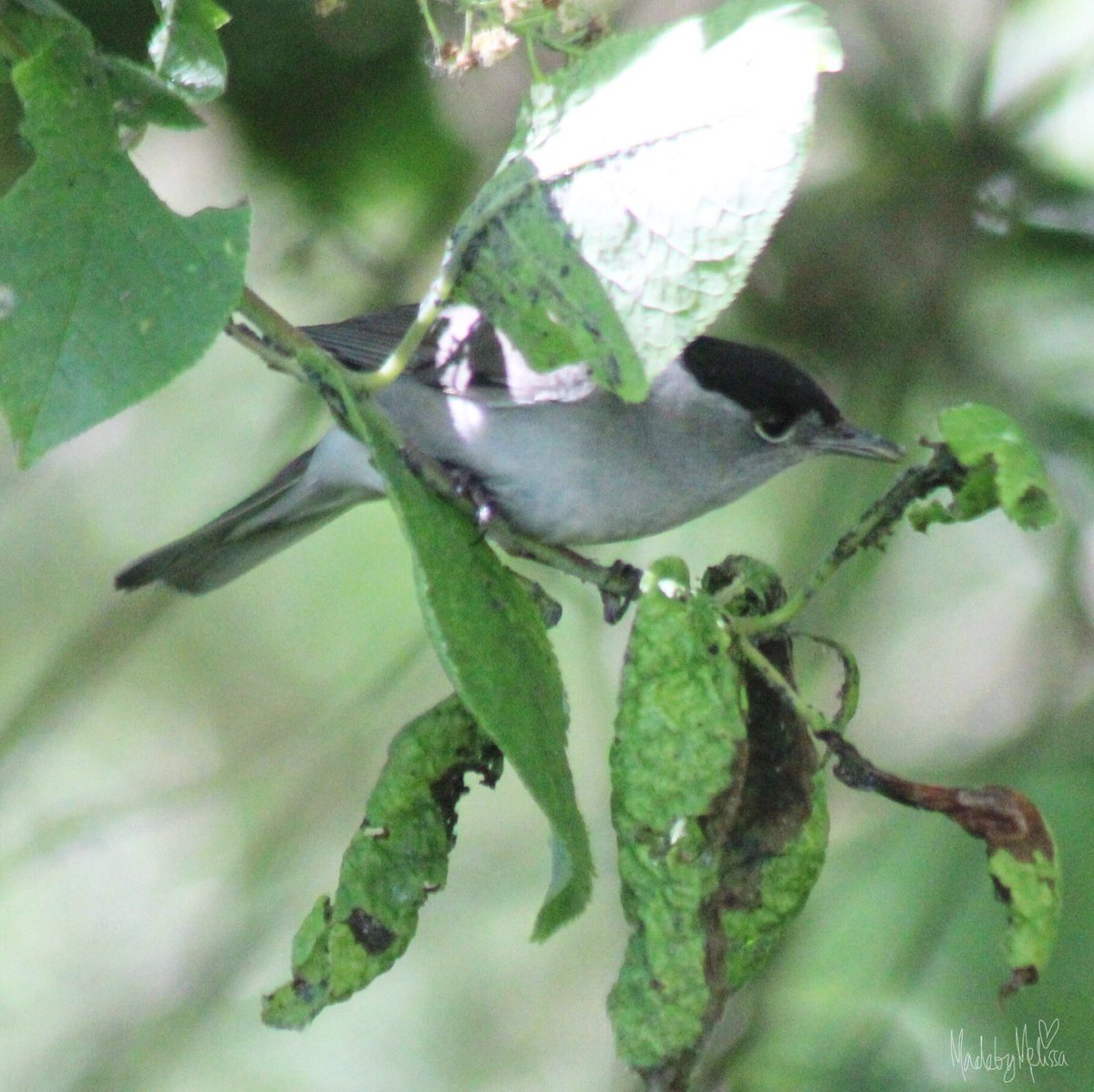 smilingassasin's tweet photo. Gorgeous blackcap, treecreeper and babies galore @RSPB_BurtonMere yesterday #birding #birdphotography #photographer #NaturePhotography #Call4Nature https://t.co/WC3a7R9gGL