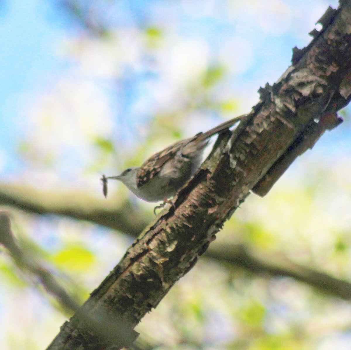 smilingassasin's tweet photo. Gorgeous blackcap, treecreeper and babies galore @RSPB_BurtonMere yesterday #birding #birdphotography #photographer #NaturePhotography #Call4Nature https://t.co/WC3a7R9gGL